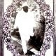 SATGURU MAHARAJ JI PERFECT FATHER LORD AND SEVIOUR OF OUR TIME